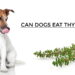 Can Dogs Eat Thyme