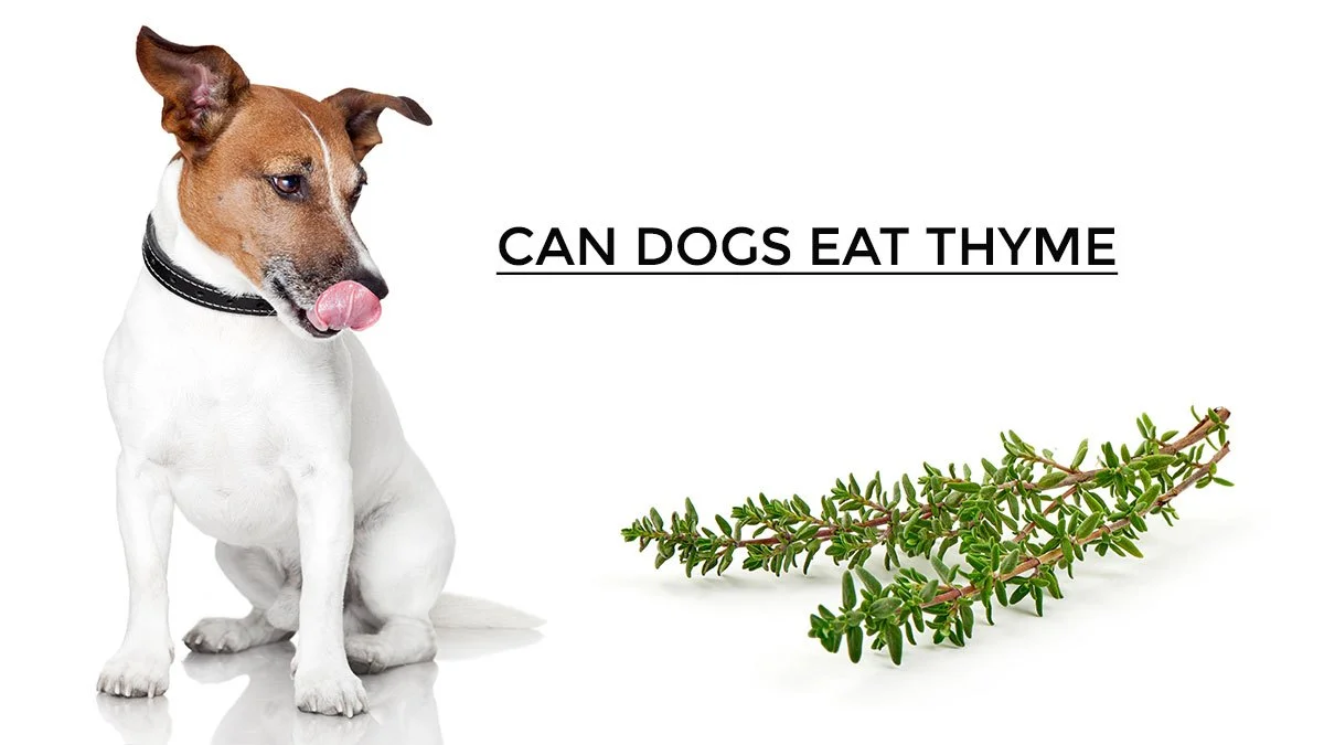 Can Dogs Eat Thyme