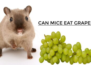Can Mice Eat Grapes