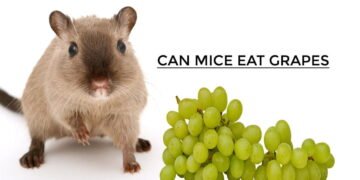 Can Mice Eat Grapes