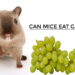 Can Mice Eat Grapes