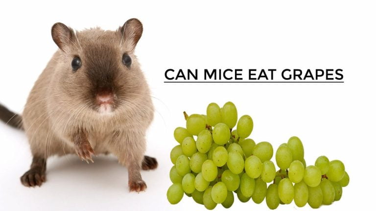 Can Mice Eat Grapes