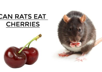 Can Rats Eat Cherries
