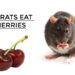 Can Rats Eat Cherries