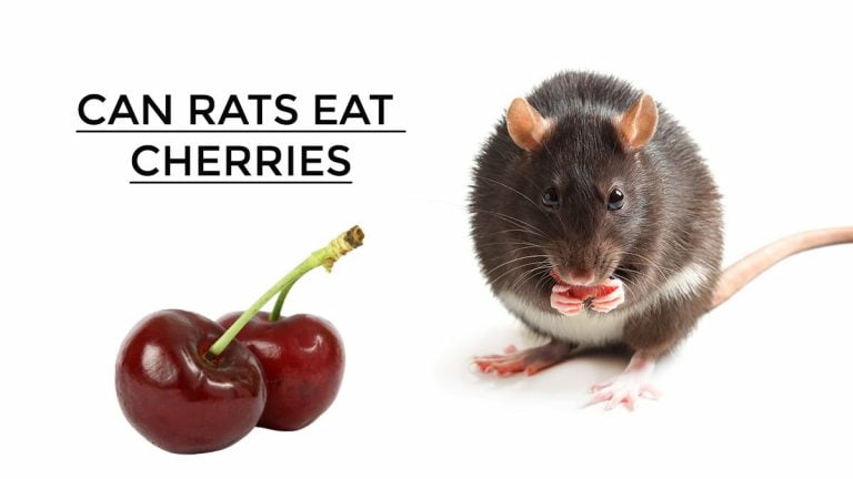 Can Rats Eat Cherries