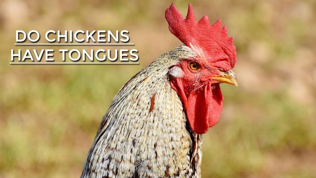 Do Chickens Have Tongues