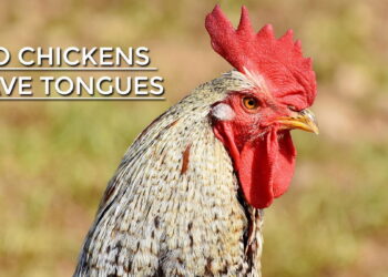 Do Chickens Have Tongues