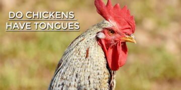 Do Chickens Have Tongues