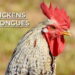 Do Chickens Have Tongues