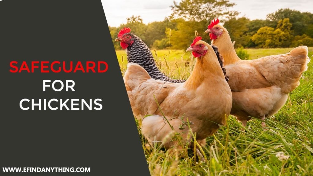Safeguard for Chickens