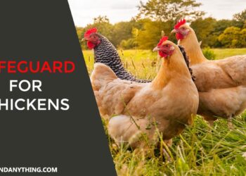Safeguard for Chickens