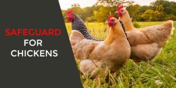 Safeguard for Chickens