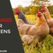 Safeguard for Chickens