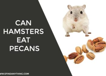 Can Hamsters Eat Pecans