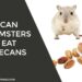 Can Hamsters Eat Pecans