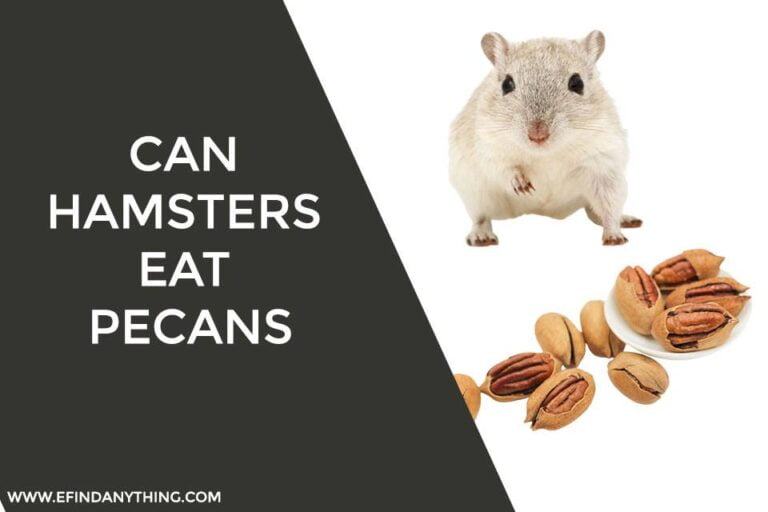 Can Hamsters Eat Pecans