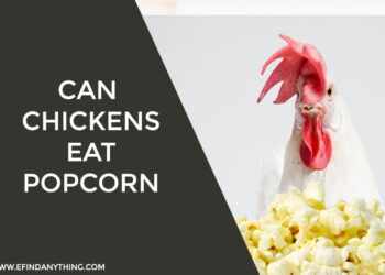 Can Chickens Eat Popcorn