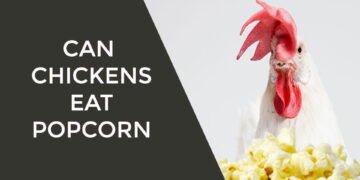 Can Chickens Eat Popcorn
