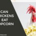 Can Chickens Eat Popcorn