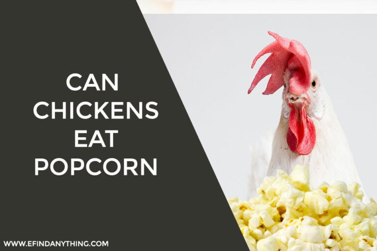 Can Chickens Eat Popcorn