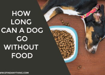 How Long Can a Dog Go Without Food