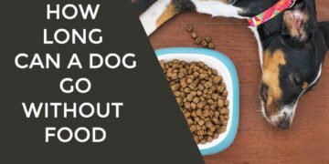 How Long Can a Dog Go Without Food