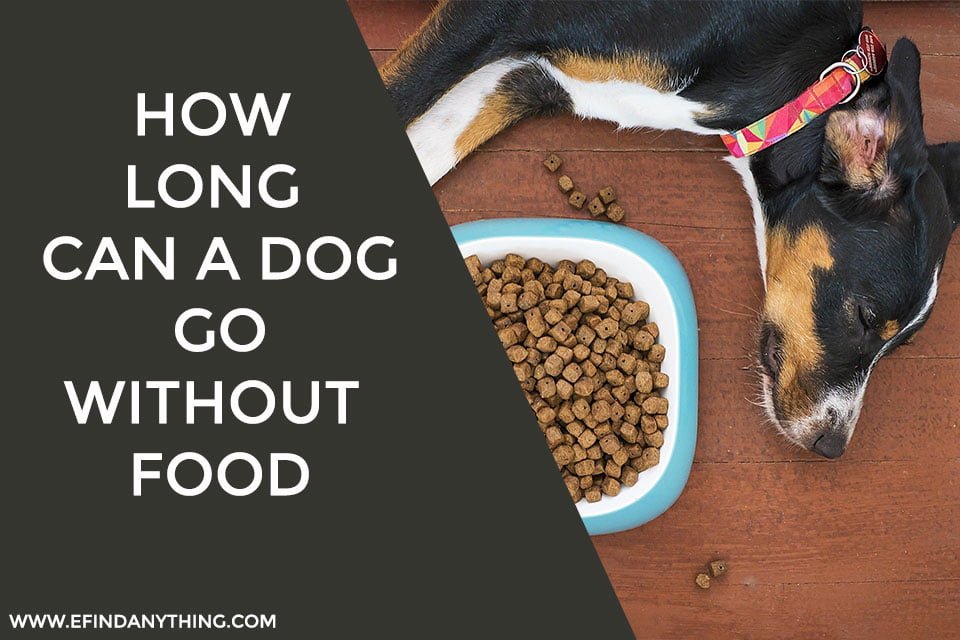 How Long Can a Dog Go Without Food