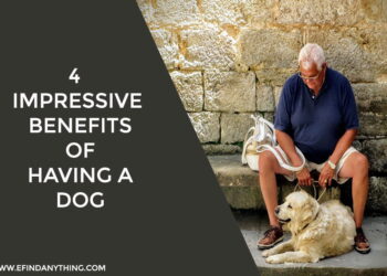 4 Impressive Benefits of Having a Dog