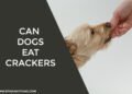 Can Dogs Eat Crackers