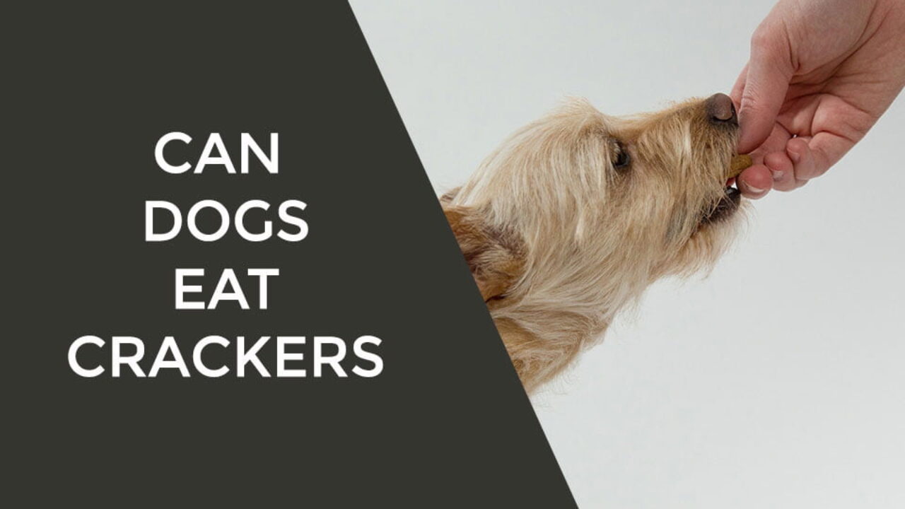 Should Dogs Eat Crackers