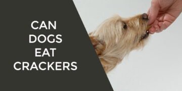 Can Dogs Eat Crackers
