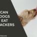 Can Dogs Eat Crackers