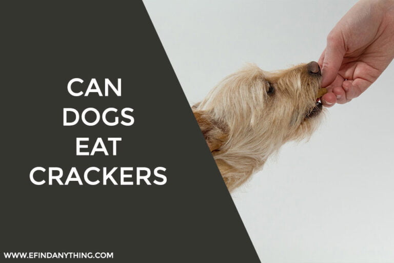 Can Dogs Eat Crackers