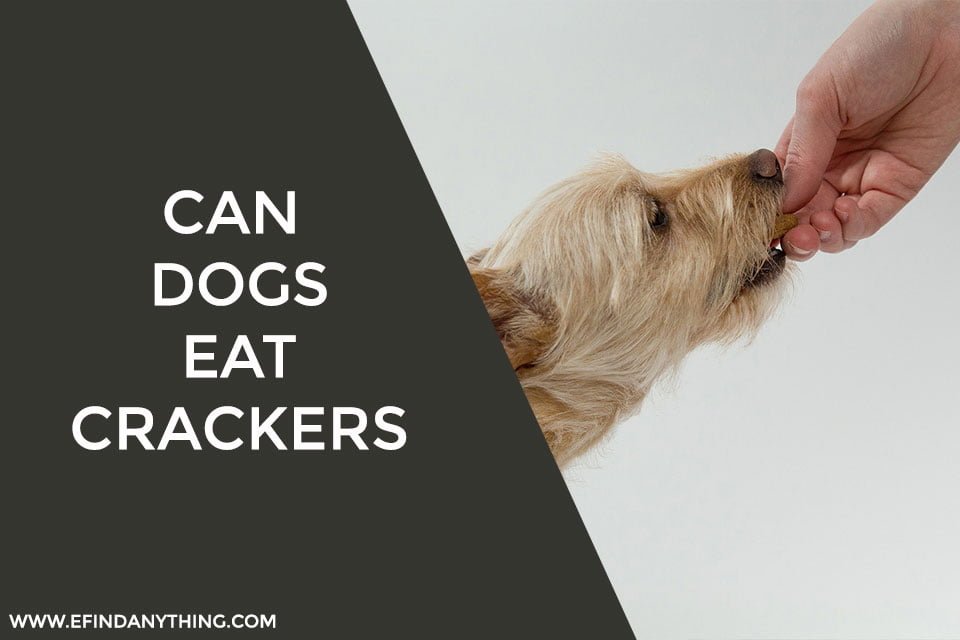 Can Dogs Eat Crackers – The Best Answers