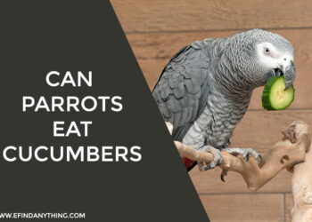 Can Parrots Eat Cucumbers