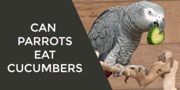 Can Parrots Eat Cucumbers