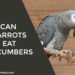Can Parrots Eat Cucumbers