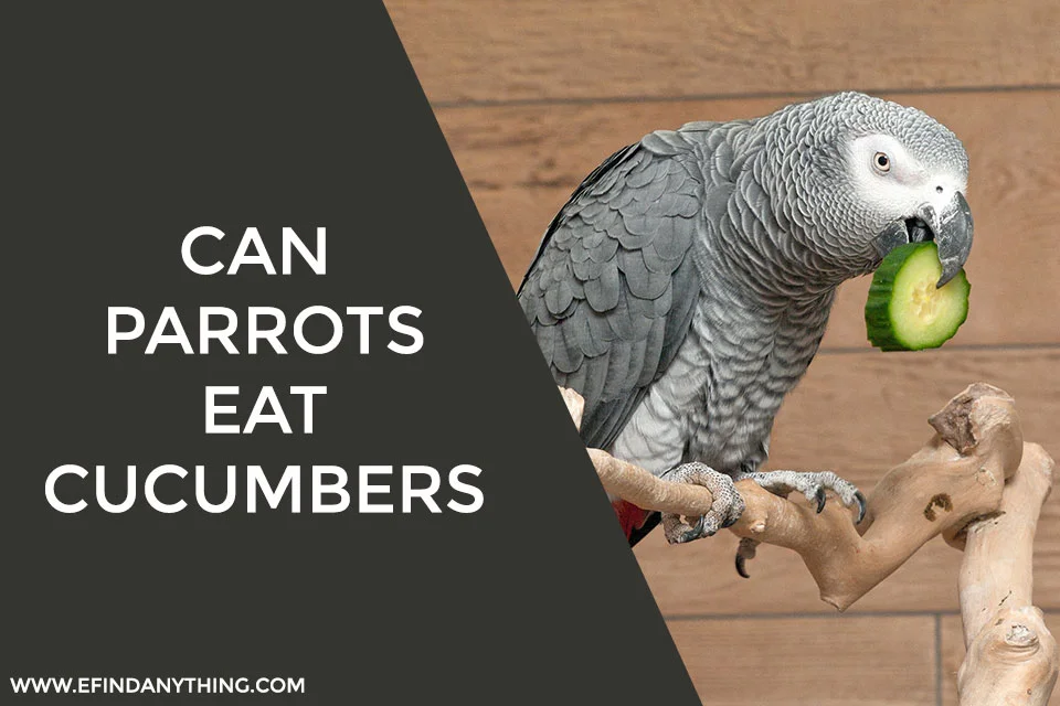 Can Parrots Eat Cucumbers