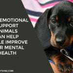 How Emotional Support Animals Can Help People Improve Their Mental Health