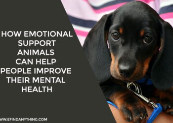 How Emotional Support Animals Can Help People Improve Their Mental Health