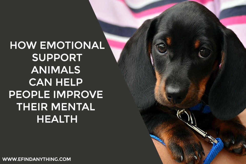 How Emotional Support Animals Can Help People Improve Their Mental Health