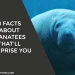 Manatees