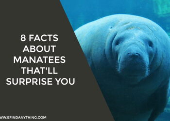 Manatees