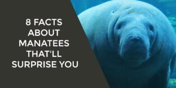 Manatees