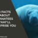 Manatees