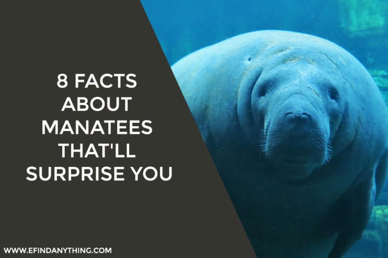 Manatees