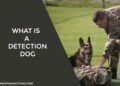 What is a Detection Dog