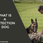 What is a Detection Dog