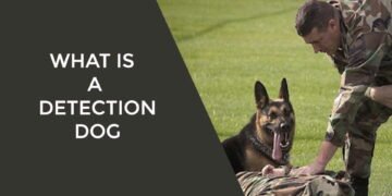 What is a Detection Dog
