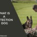What is a Detection Dog